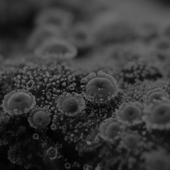 black & white photo close up of green mold