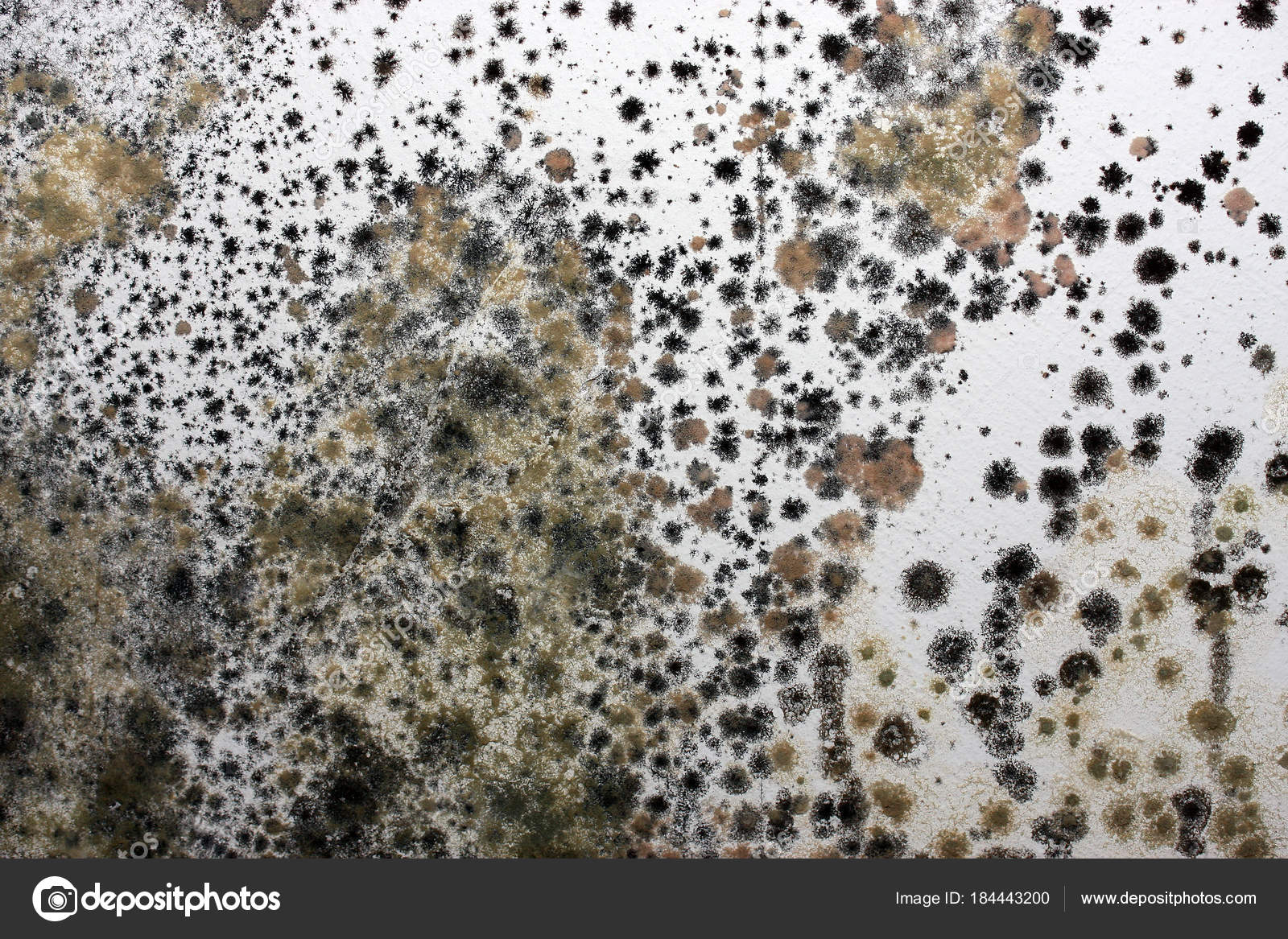 mold on a wall